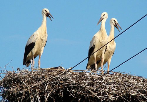 Debowiec, ul. Rajska 38 (VII 2009).JPG