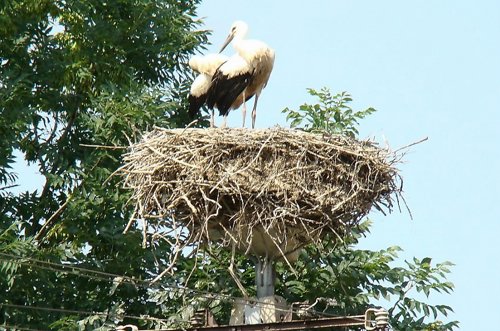 Debowiec, ul. Szkolna 67 (VII 2008).JPG